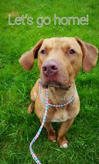 American Pit Bull Terrier-Unknown Mix Dogs for adoption in Spokane, WA, USA