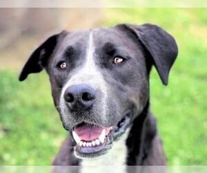 Borador Dogs for adoption in Raytown, MO, USA