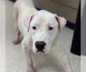 Dogo Argentino-Unknown Mix Dogs for adoption in Conroe, TX, USA