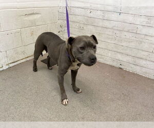 American Pit Bull Terrier-Unknown Mix Dogs for adoption in San Bernardino, CA, USA