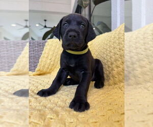 Great Dane-Labrador Retriever Mix Dogs for adoption in Bullard, TX, USA