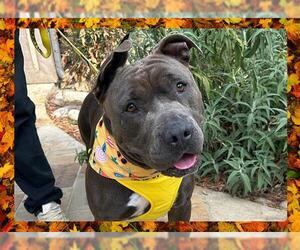 American Pit Bull Terrier Dogs for adoption in Ojai, CA, USA