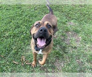 Labrador Retriever-Rhodesian Ridgeback Mix Dogs for adoption in Rosenberg, TX, USA