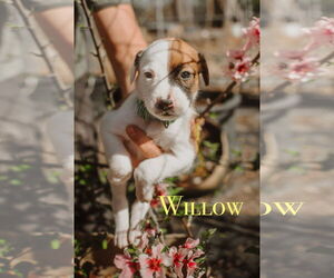 Boxer-Collie Mix Dogs for adoption in Forest, VA, USA