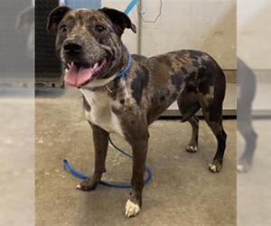 American Pit Bull Terrier-Catahoula Leopard Dog Mix Dogs for adoption in Camarillo, CA, USA