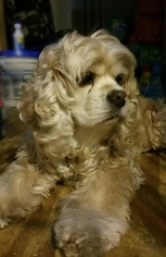 Cocker Spaniel Dogs for adoption in FAIRLAWN, OH, USA