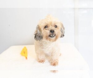Shih Apso Dogs for adoption in Studio City, CA, USA