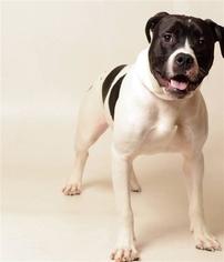 American Pit Bull Terrier-Unknown Mix Dogs for adoption in South Park, PA, USA