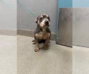 American Pit Bull Terrier-Unknown Mix Dogs for adoption in Las Vegas, NV, USA