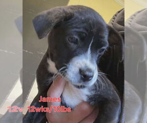 Boxador Dogs for adoption in Sheboygan, WI, USA