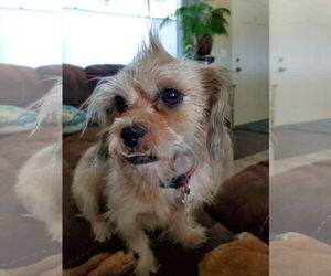 Mutt Dogs for adoption in Boise, ID, USA