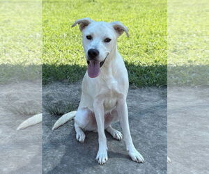 Huskies -Unknown Mix Dogs for adoption in Virginia Beach, VA, USA