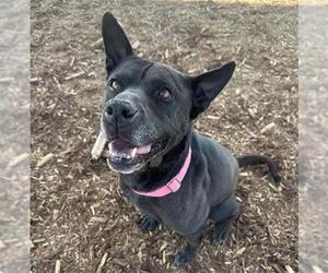 Chinese Shar-Pei-Unknown Mix Dogs for adoption in Denver, CO, USA