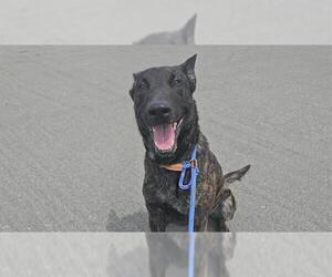 Dutch Shepherd -Unknown Mix Dogs for adoption in Camarillo, CA, USA