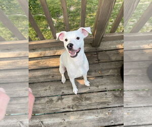 Jack Russell Terrier-Unknown Mix Dogs for adoption in Princeton, MN, USA