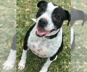 Lab-Pointer Dogs for adoption in Henderson, NV, USA
