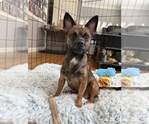 Chihuahua-Unknown Mix Dogs for adoption in Brewster, NY, USA
