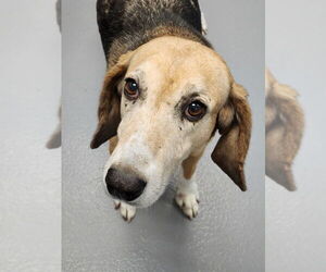 Mutt Dogs for adoption in Hilton Head, SC, USA