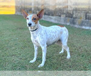 Mutt Dogs for adoption in PIPE CREEK, TX, USA