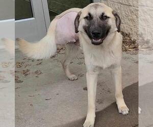 Anatolian Shepherd-Labrador Retriever Mix Dogs for adoption in Rockwall, TX, USA