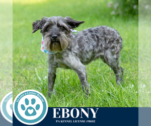 Mutt Dogs for adoption in Kimberton, PA, USA