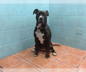 American Pit Bull Terrier-Unknown Mix Dogs for adoption in Downey, CA, USA
