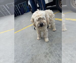 Havanese-Unknown Mix Dogs for adoption in Rancho Cucamonga, CA, USA