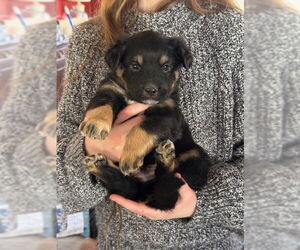 Mutt Dogs for adoption in Garden City, NY, USA