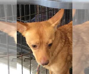 Chihuahua Dogs for adoption in Vero Beach, FL, USA