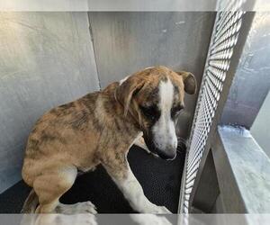 American Staffordshire Terrier Dogs for adoption in San Antonio, TX, USA