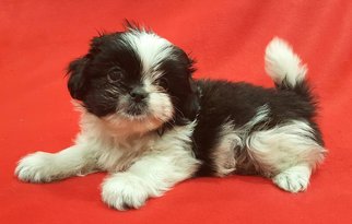 Pekalier Dogs for adoption in Modesto, CA, USA