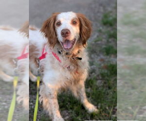 Brittany Dogs for adoption in Curwensville, PA, USA