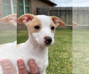 Chiweenie Dogs for adoption in Spring, TX, USA