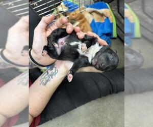 Labrador Retriever-Unknown Mix Dogs for adoption in Rosenberg, TX, USA