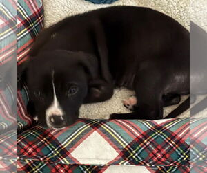 Labrador Retriever-Unknown Mix Dogs for adoption in Spring Lake, NC, USA