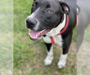 Great Dane-Unknown Mix Dogs for adoption in Mobile, AL, USA