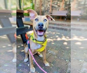 American Pit Bull Terrier Dogs for adoption in Sacramento, CA, USA