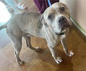 American Pit Bull Terrier-Unknown Mix Dogs for adoption in Texas City, TX, USA