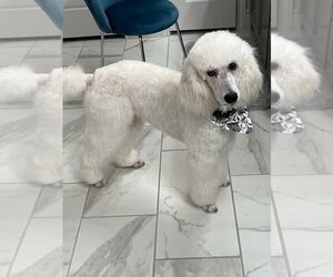 Poodle (Standard) Dogs for adoption in Carrollton, TX, USA