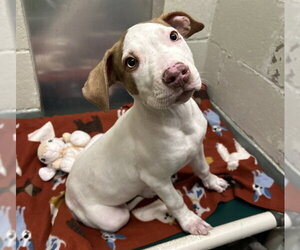 Mutt Dogs for adoption in Peoria, IL, USA