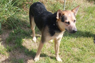Mutt Dogs for adoption in Erwin , TN, USA
