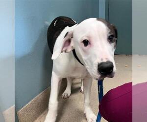 Mutt Dogs for adoption in Newton, NC, USA