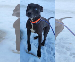 Mutt Dogs for adoption in Crystal, MN, USA
