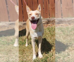 Labrador Retriever-Red Heeler Mix Dogs for adoption in Wetumpka, AL, USA