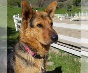 German Shepherd Dog Dogs for adoption in Pleasanton, CA, USA