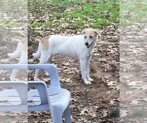 Labrador Retriever-Unknown Mix Dogs for adoption in Heber Springs, AR, USA