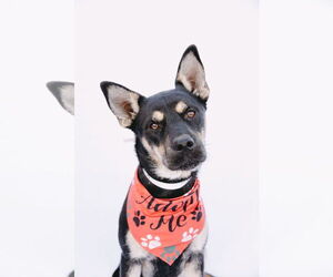Australian Kelpie-Unknown Mix Dogs for adoption in Princeton, MN, USA