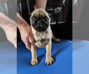 Pug Dogs for adoption in Cumming, GA, USA