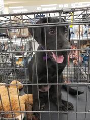 Labrador Retriever Dogs for adoption in Newport, KY, USA