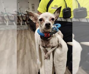 Chihuahua Dogs for adoption in San Antonio, TX, USA